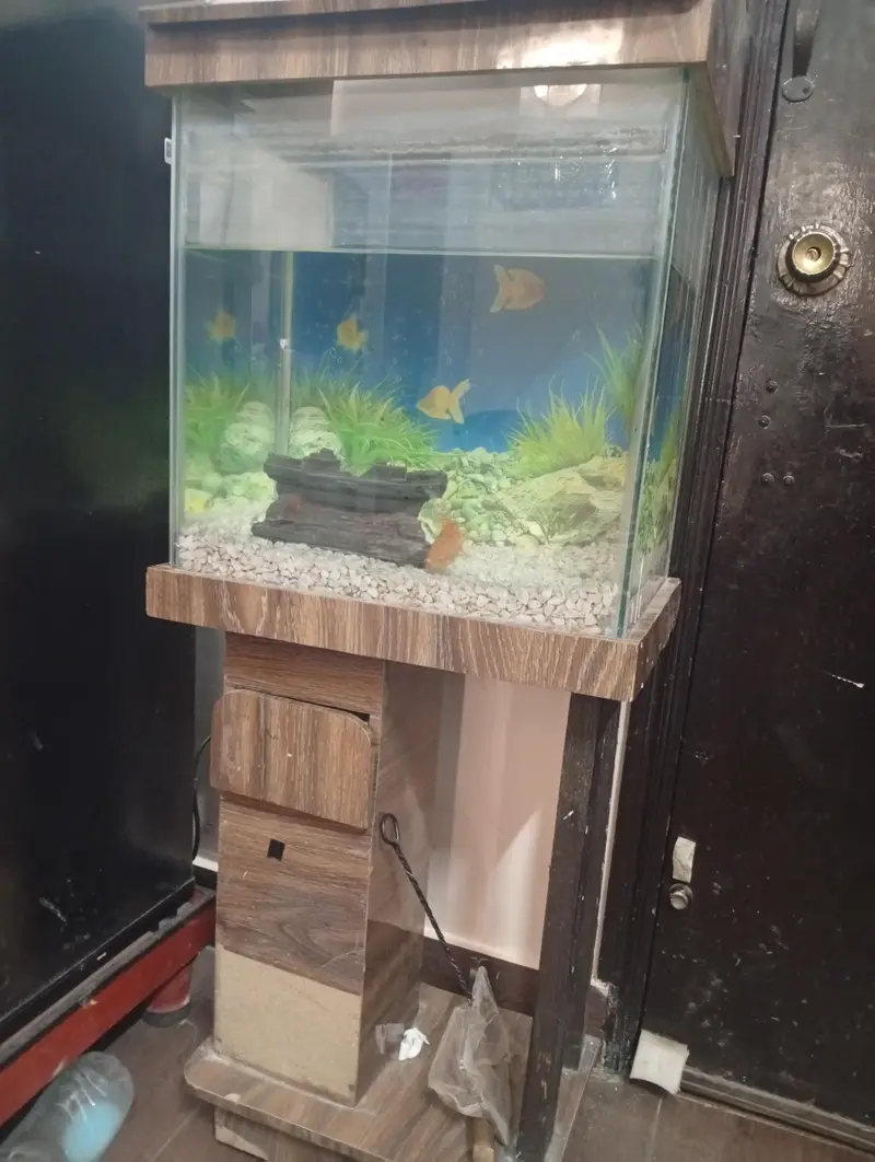 Gold fish and Aquarium — photo 4