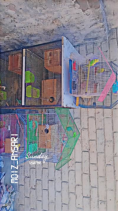 highquality lovebirds and buggies pairs in low rate