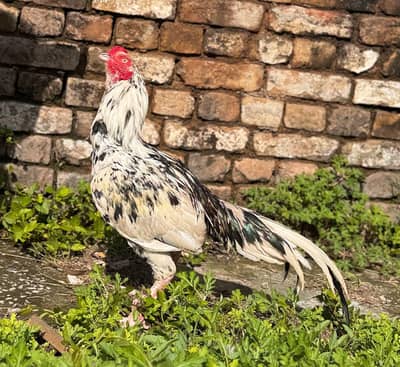 aseel cheena murgha 12000price