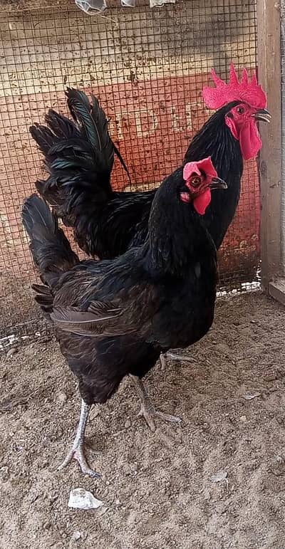 Black Austrolop young Pair