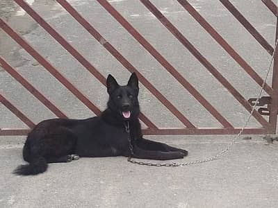 Black german shepherd vaccinated 10 months old contact No 03324659632