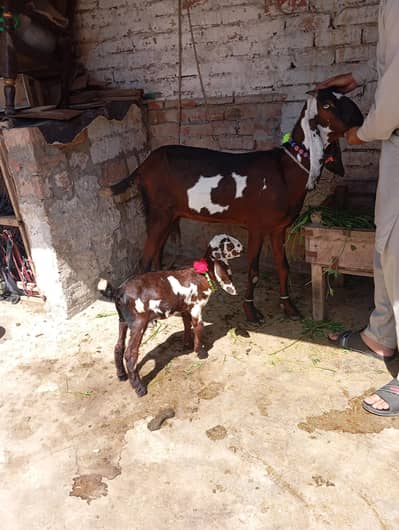 whtsap call 03404505419