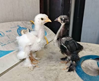Bantum chick pair