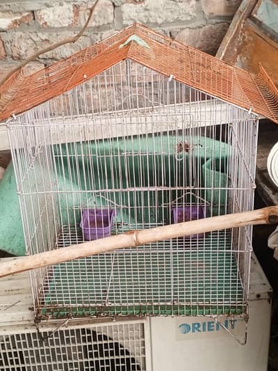 kabutar for sale with pinjra