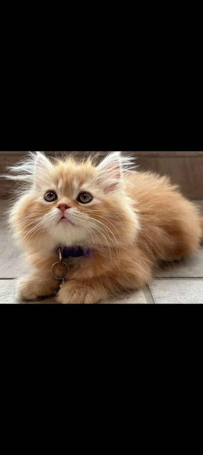 “Fluffy Persian Kitten – Healthy, Playful, Vaccinated”