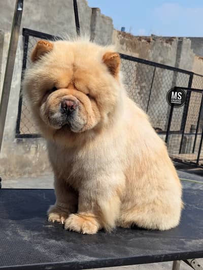 Chow chow Russian import Adult Male