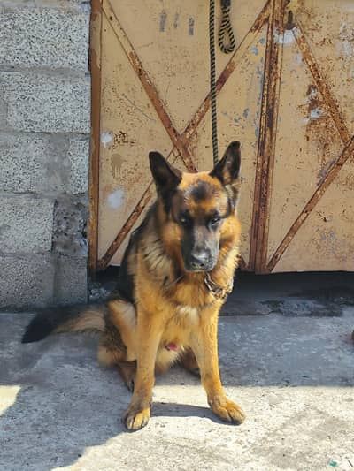 German shepherd pure 2 coat ma ha vaccinated ha all papers are avaiabl
