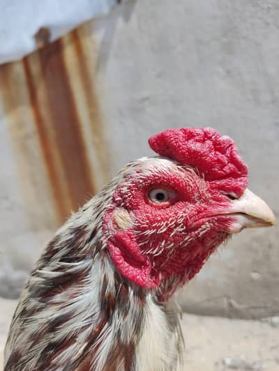 bohot acha murga ha breeder gis bhai. ko chahia  is number pa rb kara