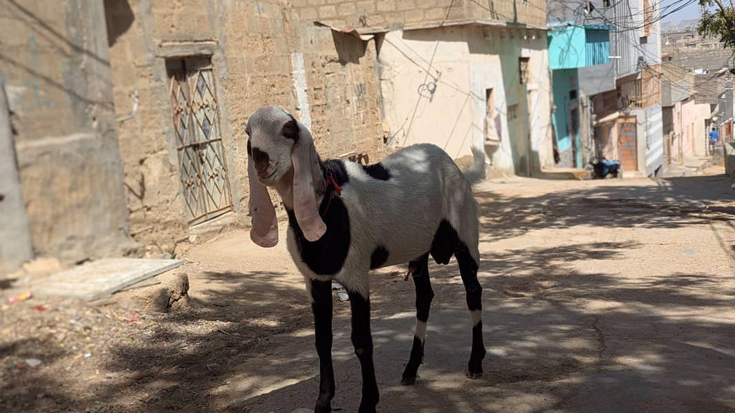 booto bakra 1