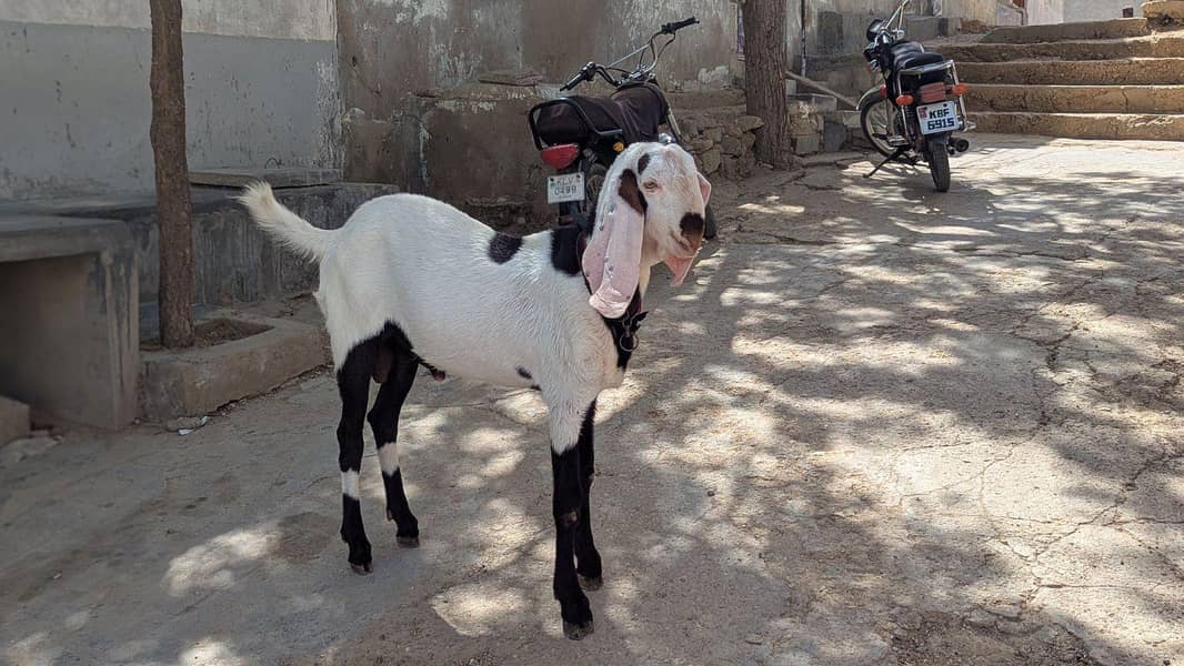 booto bakra 4