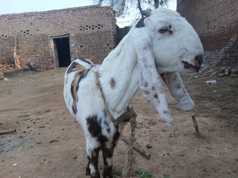 Bakri 0