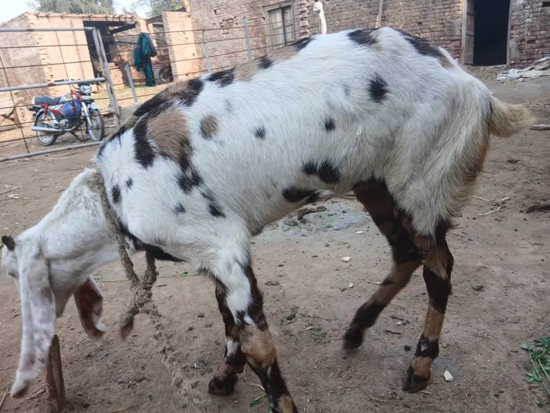 Bakri — photo 2