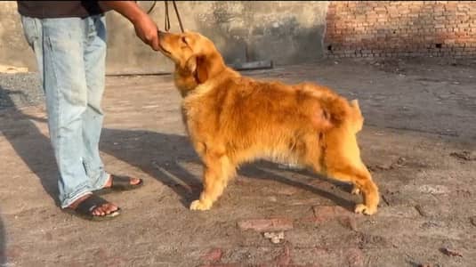 Golden retriver Female perdigree