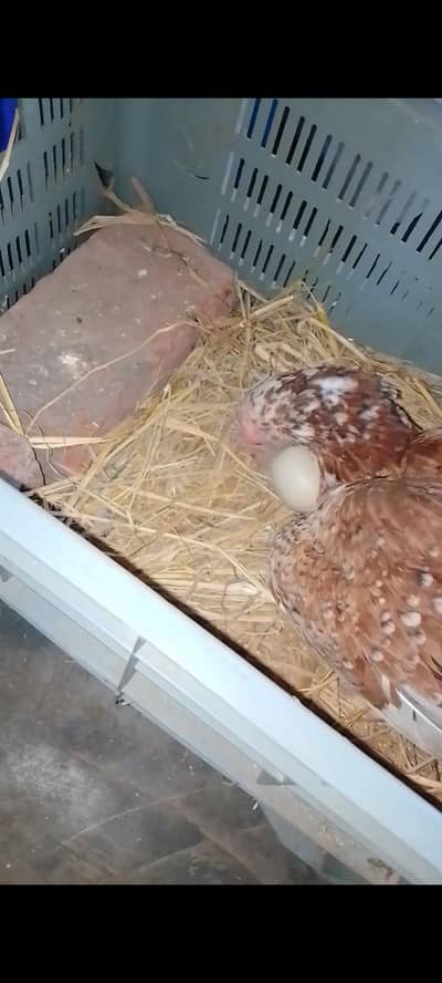 kurak hen | kurak murgi | kurak aseel madi | broody hen