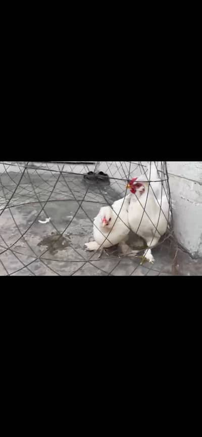 Bantam cross silky pair plus Aseel