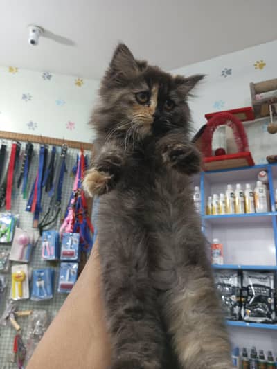 jaksin sHaro Manto ROMI kittnes available tripl coat Hair  03144762823