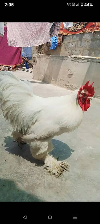 white buff pair Male & Female