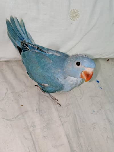 cobalt ringneck chick full cover nails trail all ok