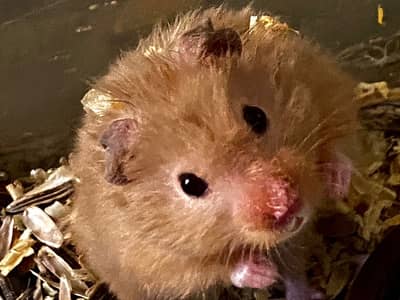 Syrian Hamster