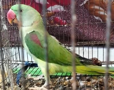 parrot's for sale