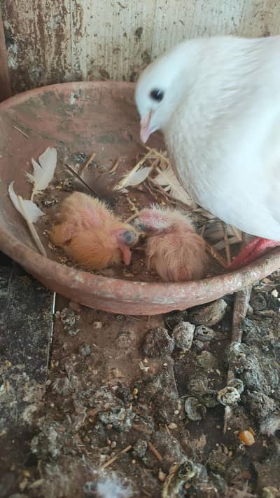 Breeder pairs with chicks