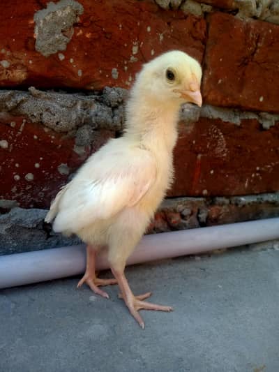 Heera Aseel 03044207148