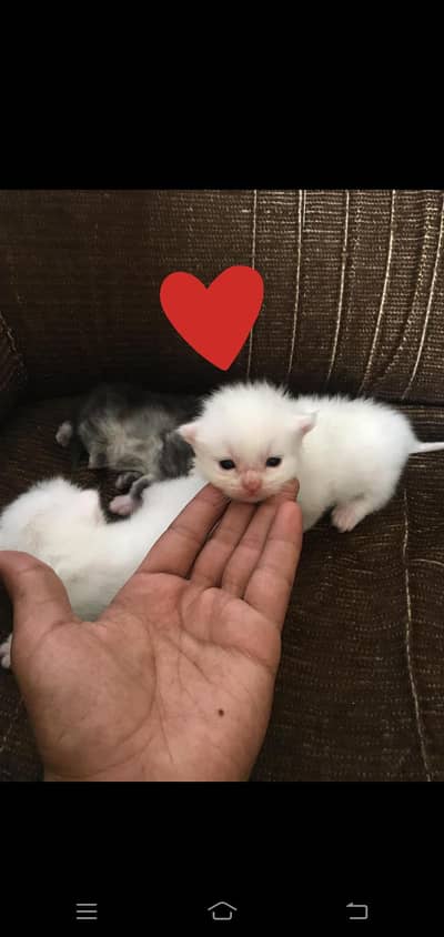 persian tripple coat punch face white babys cute