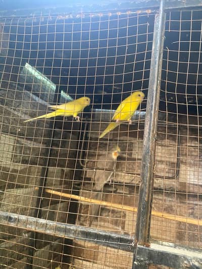 1 breeder pair red eye yellow budgies