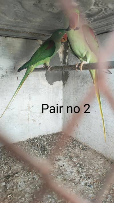 3 Kashmiri Pahari pairs