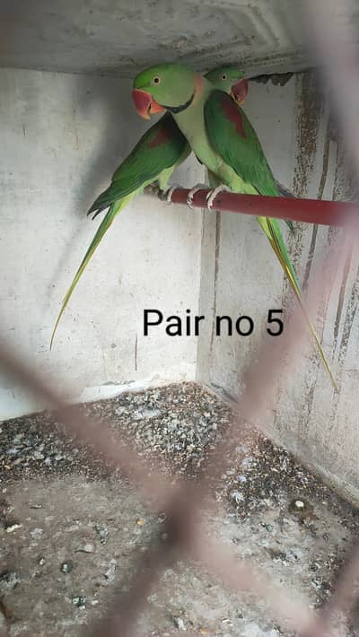Kashmiri Pahari breeder pair