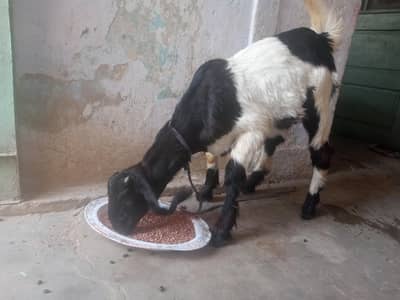 bakri  age 4 month final 16 hazar