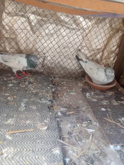 breeder pair hiye flying and beautiful