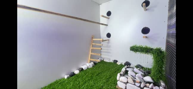 5 pairs of lovebirds for sale with cage. . best quality