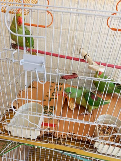 2 ringneck green parrots for sale. each is for 6000.