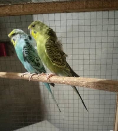 Hogoromo budgies ready to breed pair for sale.