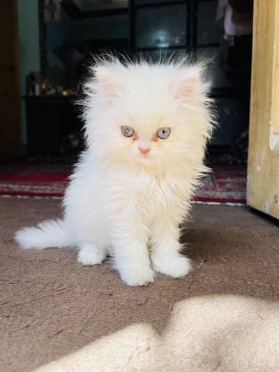 Persian kitten femle