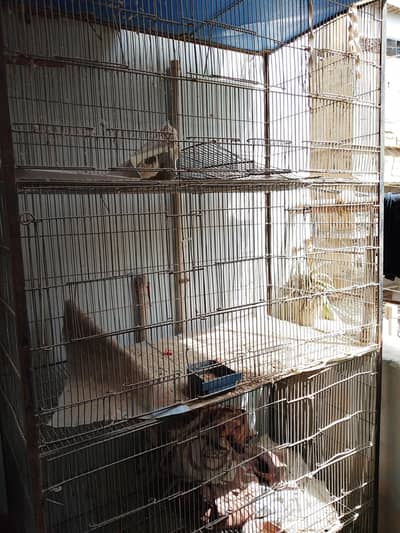 birds cage