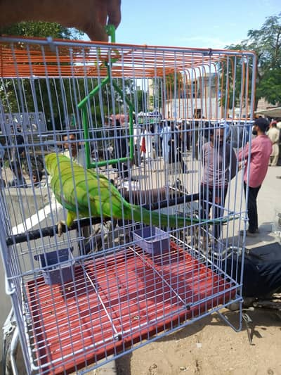 Green Femal  Parrot with kejj
