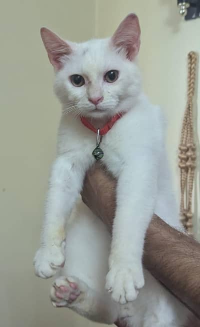 Persian doll face kitten