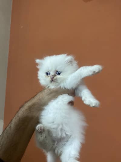 Kittens in blue eyes