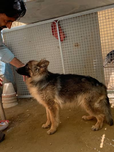 German shepherd 7month age  Active