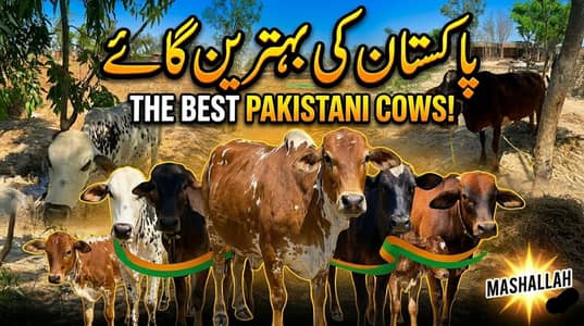 5 bachre and 1 cow for sale || Total Price - 10Lakh 5Thousand