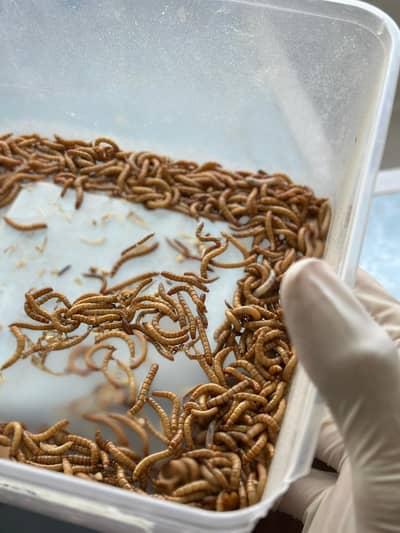 High Protein Mealworm Feed 50 Pcs Pack Rs. 500 Fish Food FSD