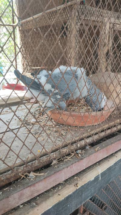 Grey eclectus or Pahari breeder pairs