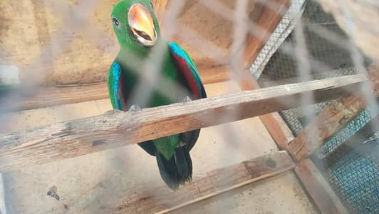 Grey eclectus or Pahari breeder pairs