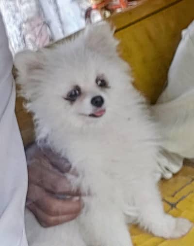 Pomeranian Dog |Pomeranian puppy | female Pomeranian puppy | Toy Puppy