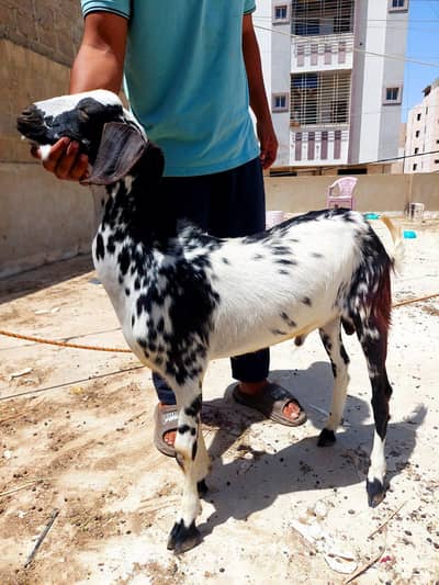 bakra munda makhi china 2026 qurbani