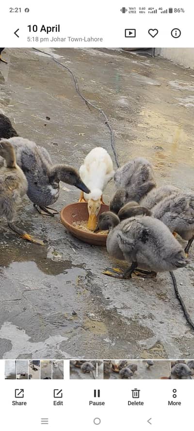 gray caugya American breed