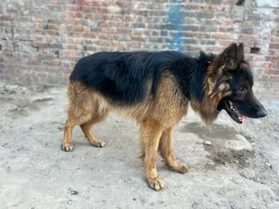 100% original grrman shepherd