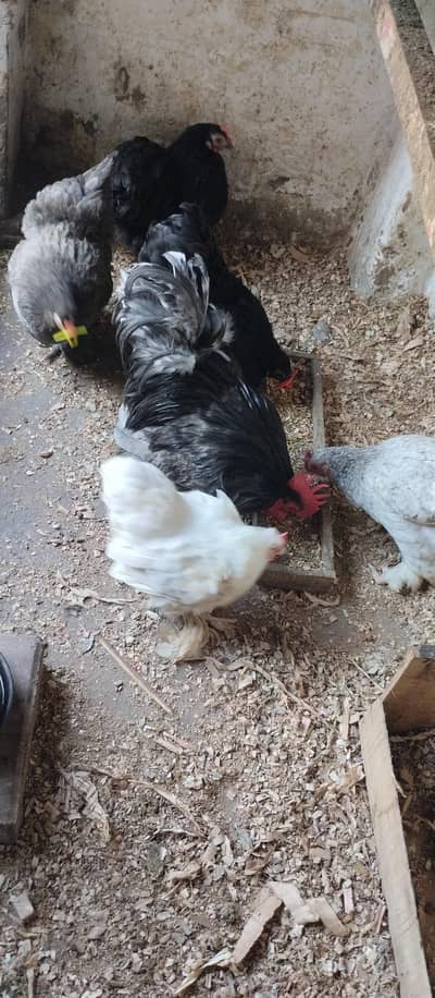 Bantum set available for sale